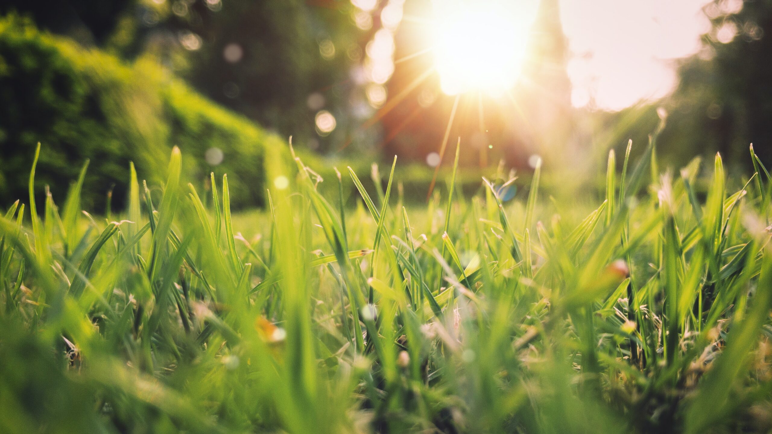 close up of grass